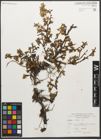 Foto von Salix retusa L.